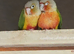 Hand Reared Conures