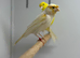 Canaries