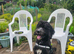 St Berdoodle Boy Rehome