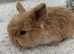 Pure Bred (5w old) Mini Lop Babies