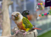 Green cheek conure