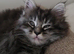 Maine coone/ Blh amazing temperament kittens