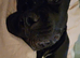 Male cane corso 7 months old