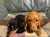 Kc Registered miniature Long Haired Dachshund pups