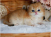 black golden chinchilla female