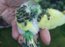 Hand reared super tame budgies