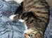 11 week old kittens (1 Boy & 1 Girl)