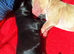 Goldendoodle puppies