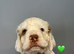 RKC Registered Show Clumber Spaniels