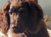 Working line cocker spaniel