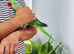 Beautiful hand tamed alexandrine parrots for sale.