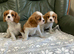Lovely litter of KC reg blenheim and tri cavalier king charles pups from health tested parents