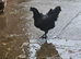 4 ayam hens pol