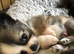 Four long haired chihuahuas