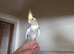 2 baby cockatiels basic hand tamed available