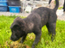 Collie x American bulldog puppies