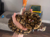 Pastel het clown ball python