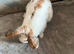 Mini lop/ French lop