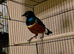Superb starling