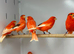 Canaries