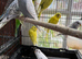Beautiful young and adult budgies.