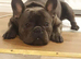 French bulldog stud