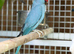 Blue ring neck parrot