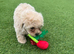 Asian type toy poodle mam Korean Maltese dad Maltipoo little cream stunning show quality