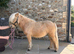 Lottie - Palomino Filly