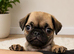 4 stunning pug puppies