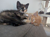 9 week old kittens