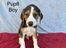 Beautiful beagle puppies for sale