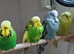 Some different age budgies and breeding boxes here