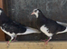 Young Birmingham roller pigeons
