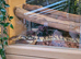 4 female royals pythons