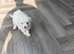 ADORABLE MALTIPOO PUPPIES