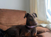 Beautiful Full Doberman Puppies – Ready from 8 Weeks