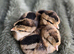 Cream Crested Legbar Chicks