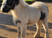 Mini cob yearling coloured filly