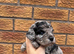 Beautiful Toy Cockapoo Puppies from Extensively DNA & Health Tested Parents