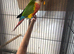 Conures for sale