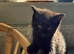 5 Beautiful Black Kittens Looking for Loving Homes