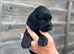 Working cocker spaniels