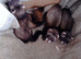 Half micro ferrets