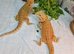 Baby bearded dragons for sale
