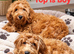 Beautiful CockerSpanial X Poodle pups