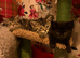 4 Beautiful BSH babies