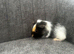 4 female guinea pig babies