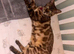 female bengal