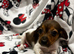 Dachshund xcross Chihuahua only 2 boys available